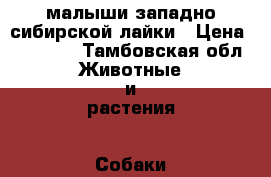 малыши западно-сибирской лайки › Цена ­ 15 000 - Тамбовская обл. Животные и растения » Собаки   . Тамбовская обл.